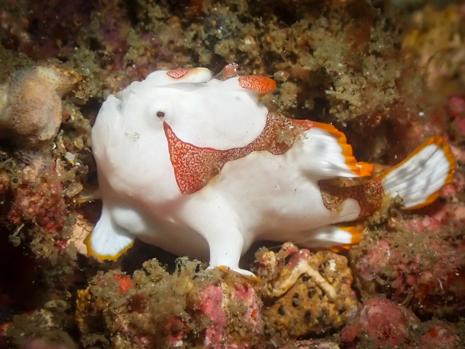 Warty Anglerfish / Clown Frogfish (Antennarius maculatus) photographed underwater in Lembeh Strait, North Sulawesi, Indonesia, August 2026.