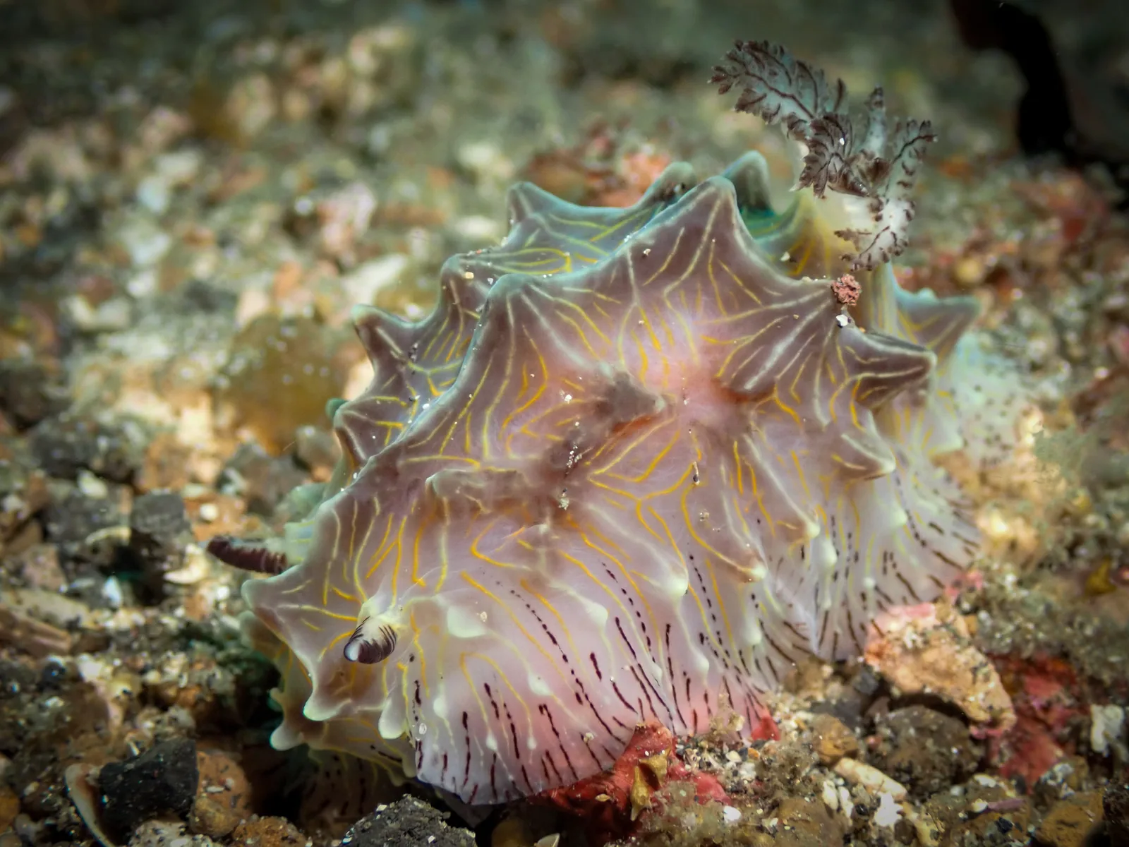 Willey's Nudibranch (Halgerda willeyi) photographed underwater in Lembeh Strait, North Sulawesi, Indonesia, August 2026.