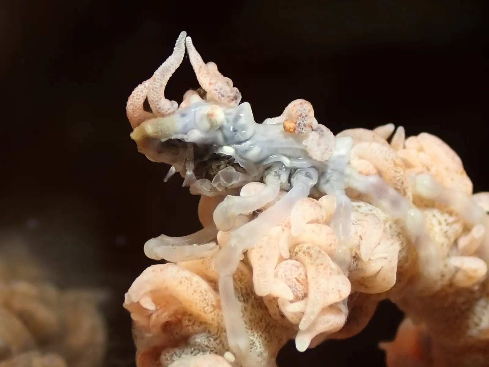 Wire Coral Crab (Xenocarcinus tuberculatus) photographed underwater in Lembeh Strait, North Sulawesi, Indonesia, August 2026.