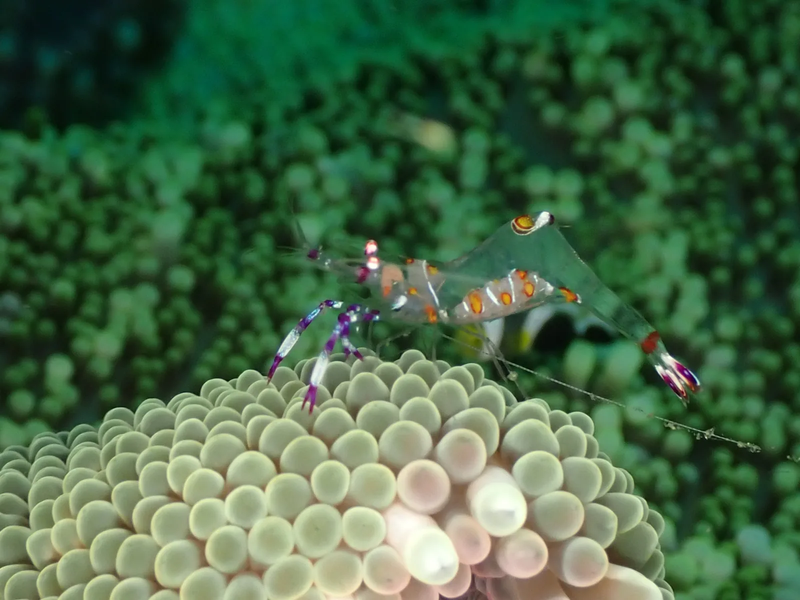Yellow-spotted Anemone Shrimp (Ancylomenes luteomaculatus) photographed underwater in Lembeh Strait, North Sulawesi, Indonesia, August 2026.