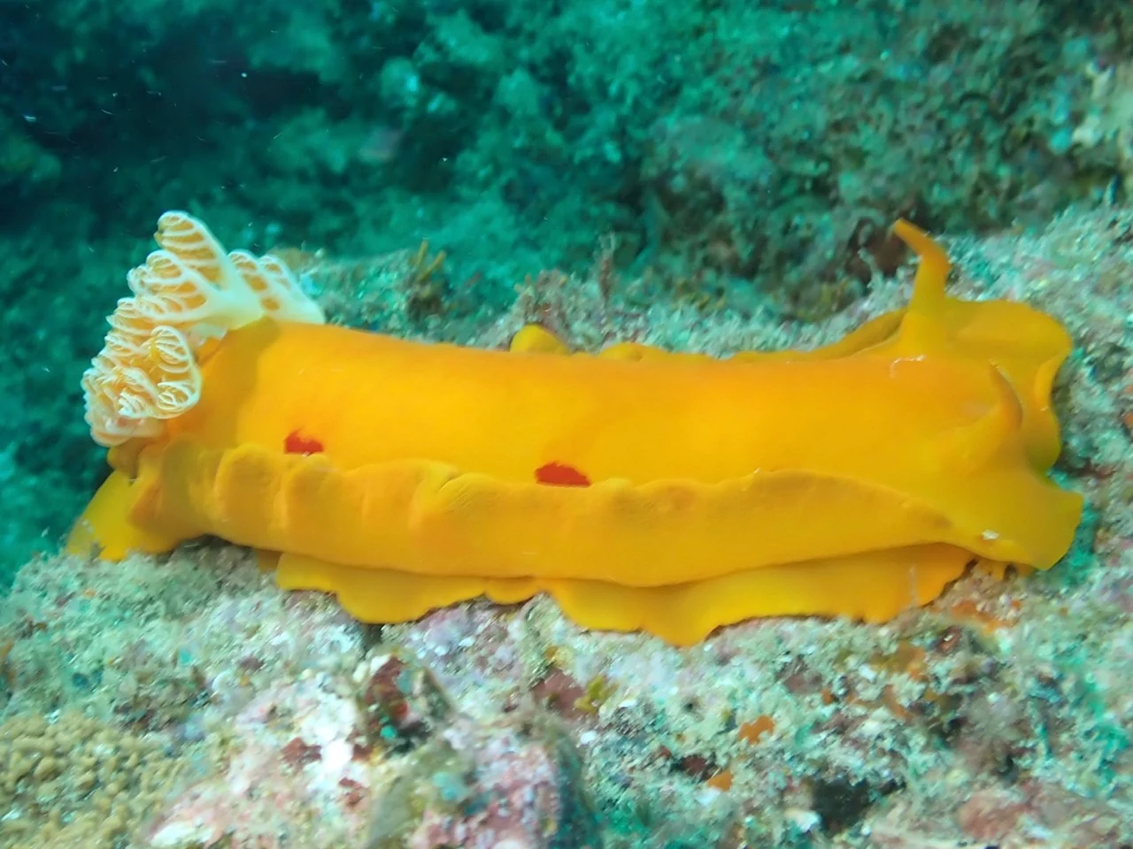 Mozambique underwater photography gallery image