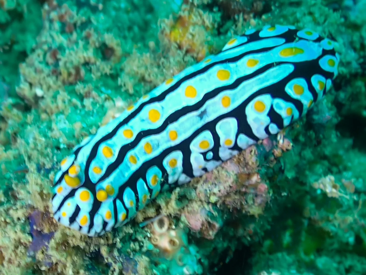 Mozambique underwater photography gallery image