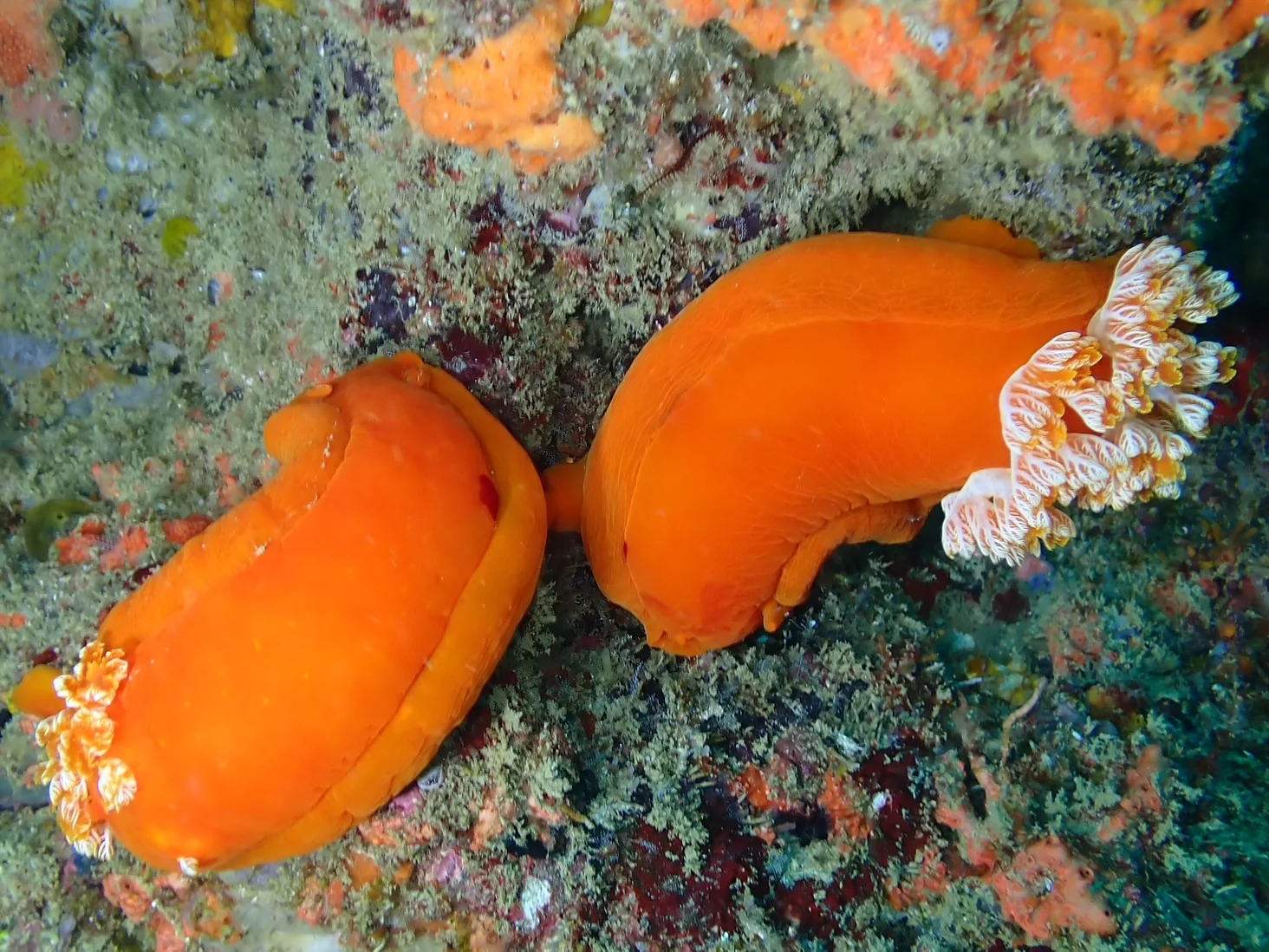 Mozambique underwater photography gallery image