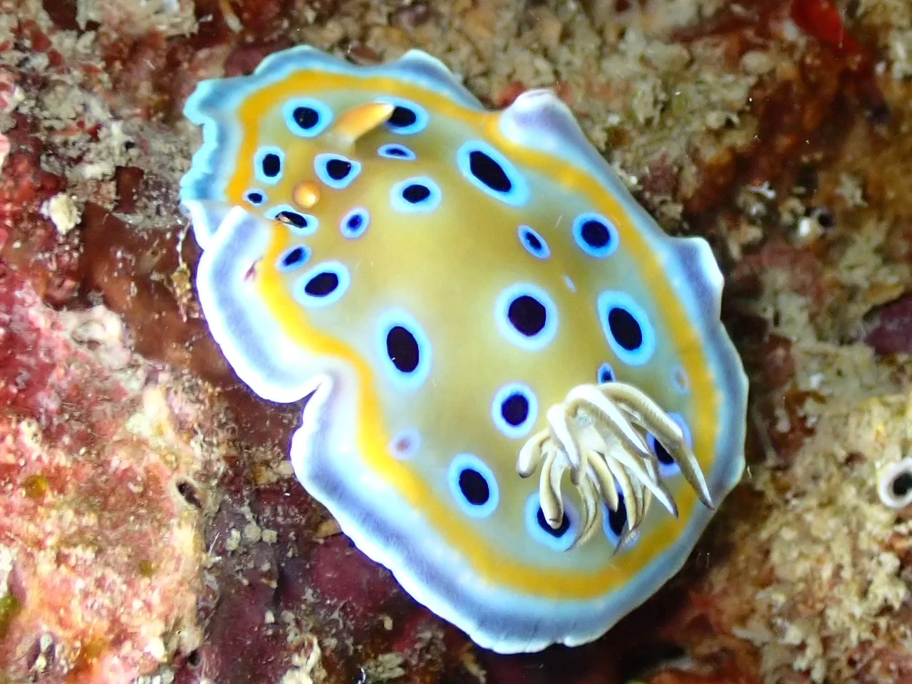 Mozambique underwater photography gallery image