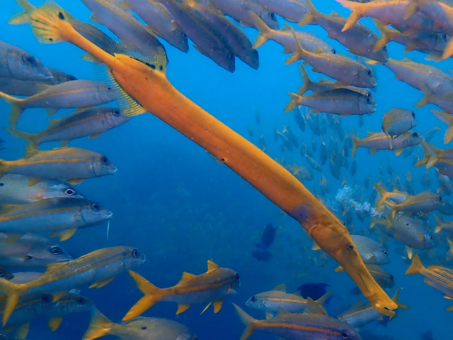 Mozambique underwater photography gallery image