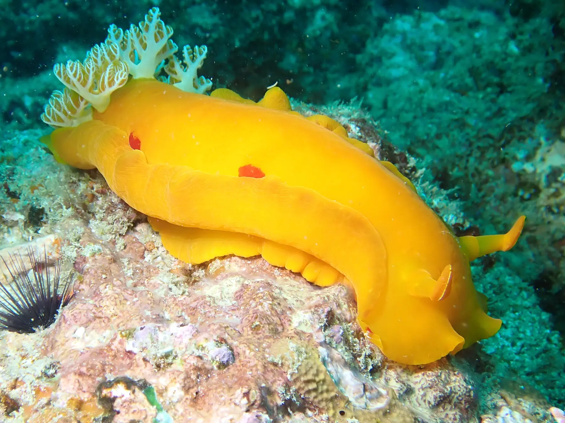 Spanish dancer nudibranch photographed in Mozambique