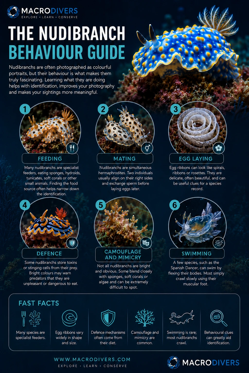 MacroDivers infographic showing nudibranch behaviour including feeding, mating, egg laying, defence, camouflage and mimicry, and swimming