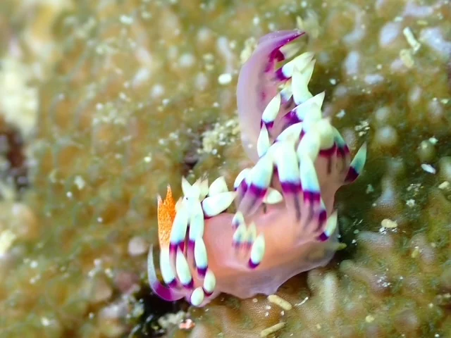 Raja Ampat underwater photography gallery image