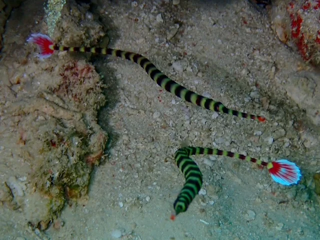 Raja Ampat underwater photography gallery image