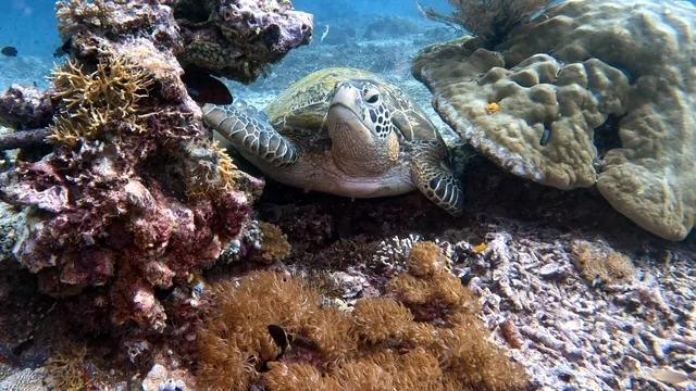 Raja Ampat underwater photography gallery image