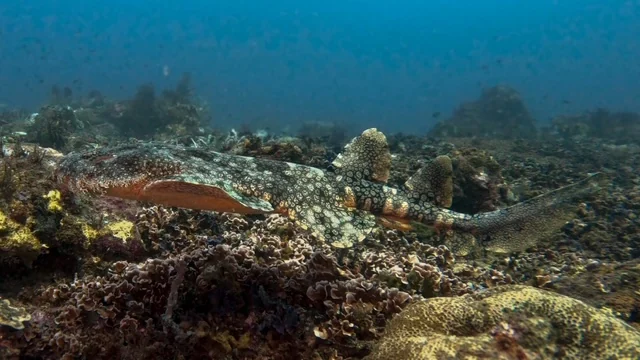 Raja Ampat underwater photography gallery image