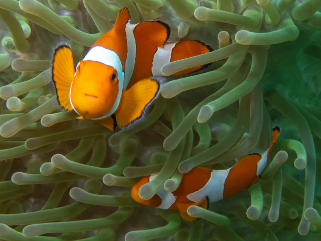 Raja Ampat underwater photography gallery image