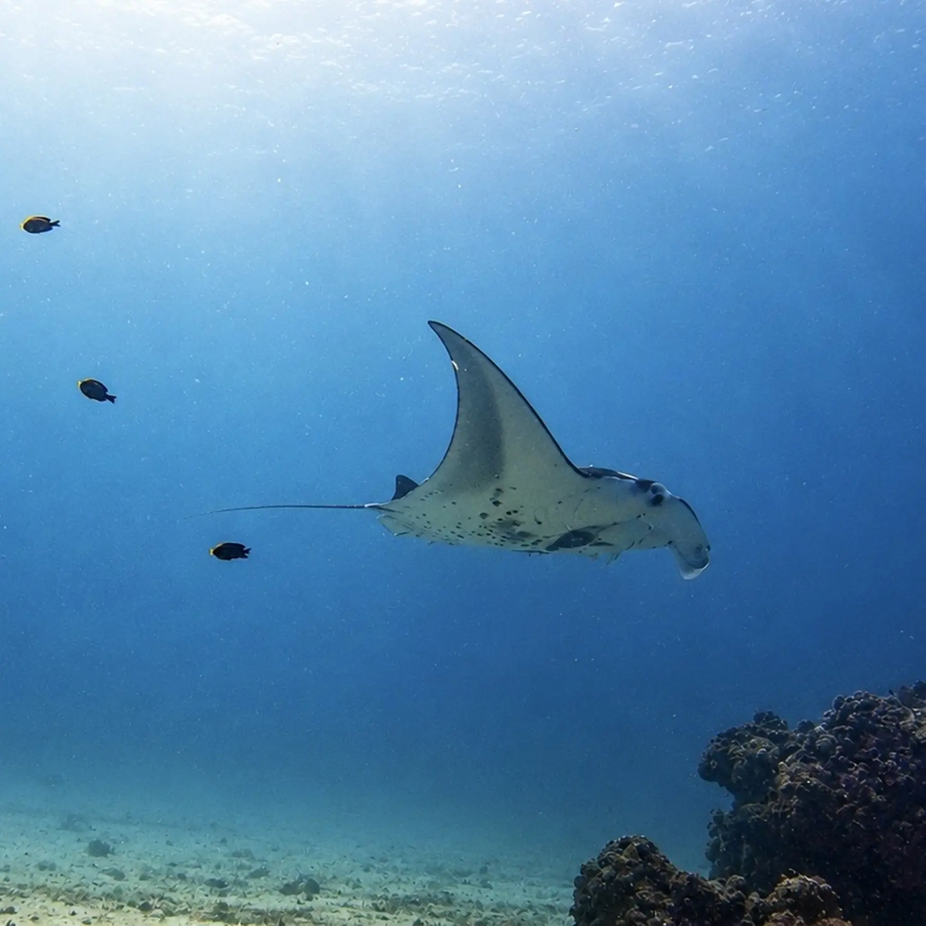 Oceanic manta ray in Raja Ampat