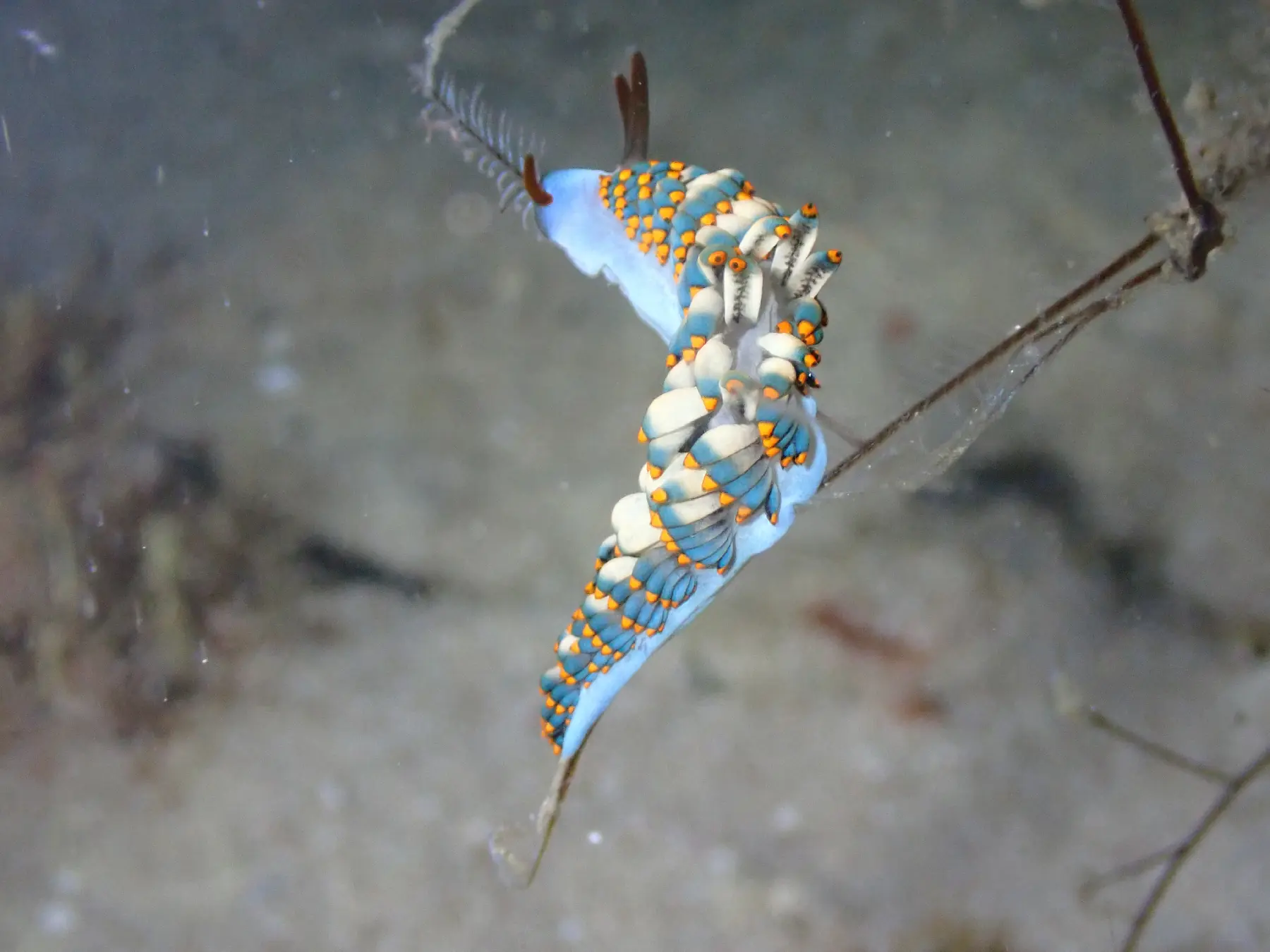 Nudibranch photographed in Raja Ampat