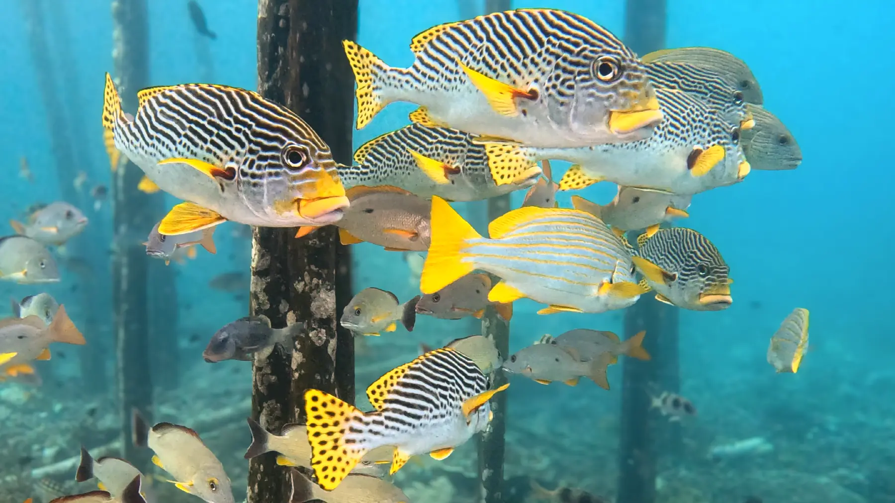 Colourful Raja Ampat reef scene