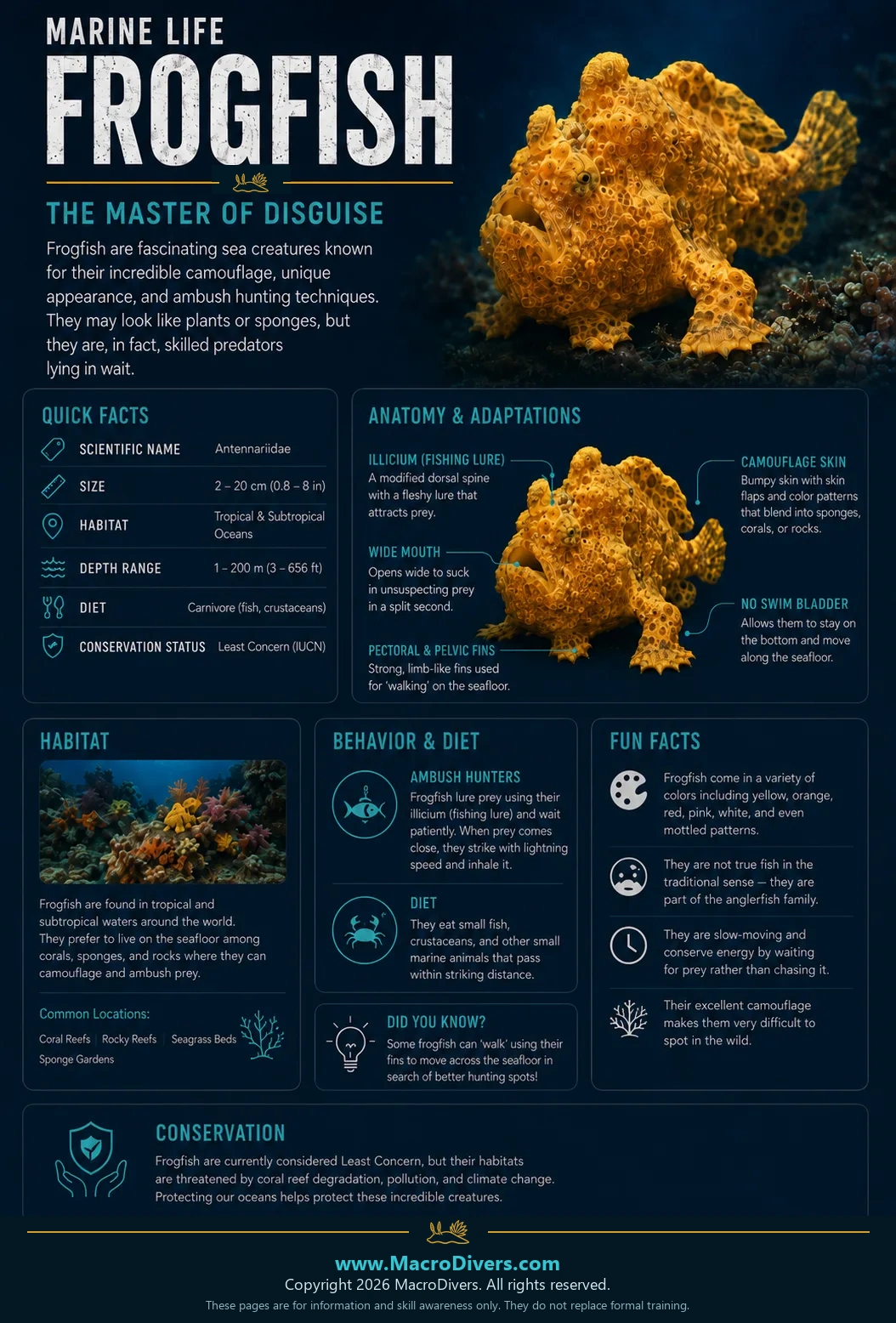 Frogfish infographic showing quick facts, anatomy, habitat, behaviour, diet and conservation information.