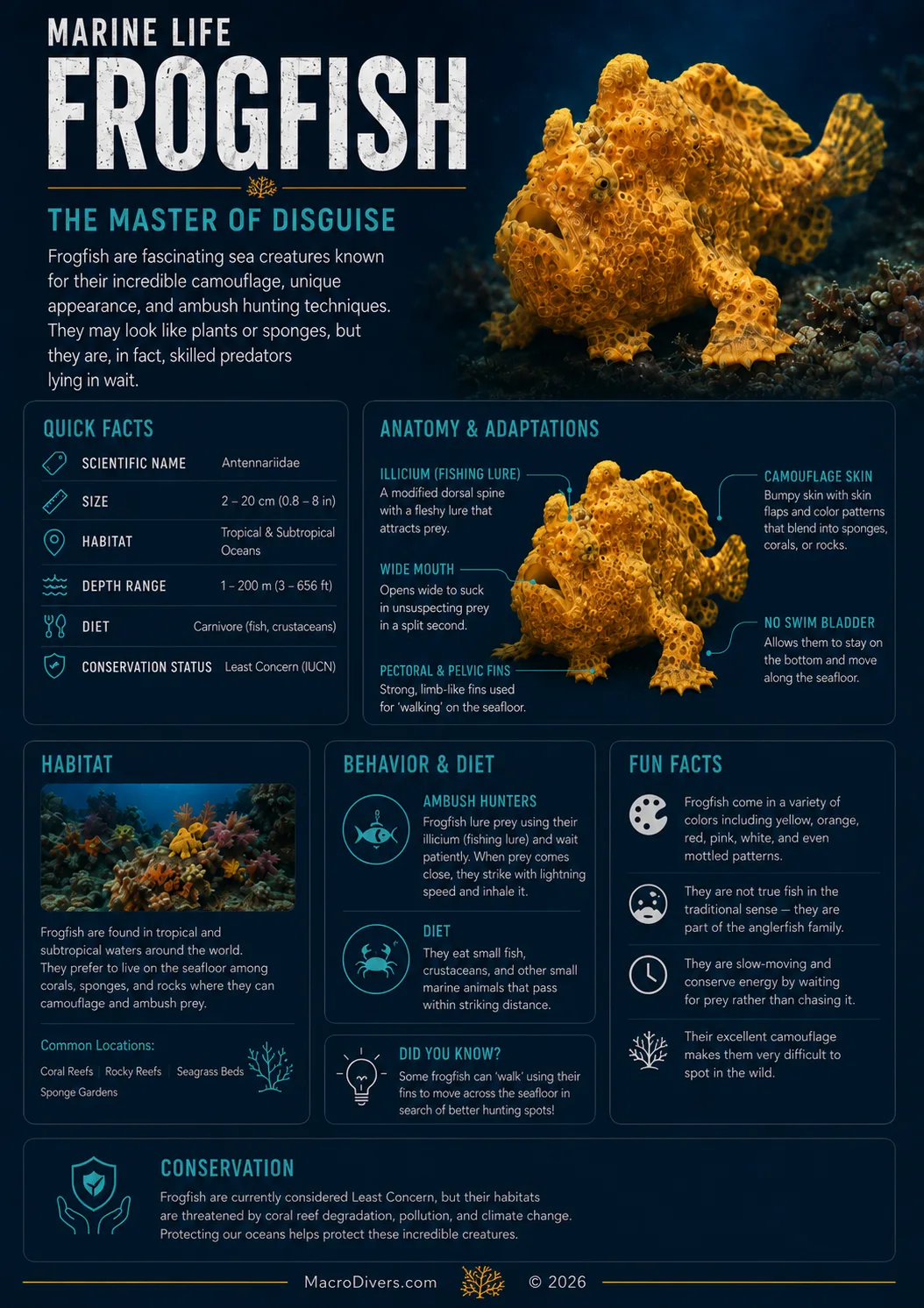 Frogfish infographic showing quick facts, anatomy, habitat, behaviour, diet and conservation information.