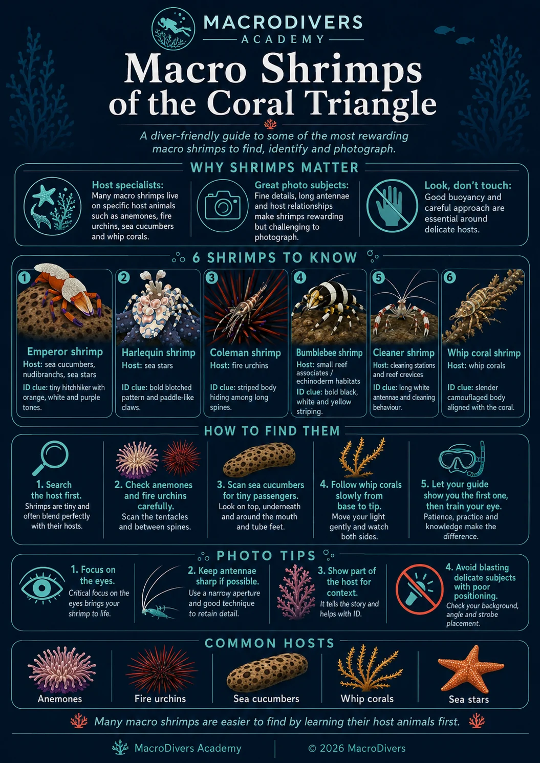 MacroDivers infographic showing macro shrimps of the Coral Triangle, including emperor shrimp, harlequin shrimp, Coleman shrimp, bumblebee shrimp, cleaner shrimp and whip coral shrimp.