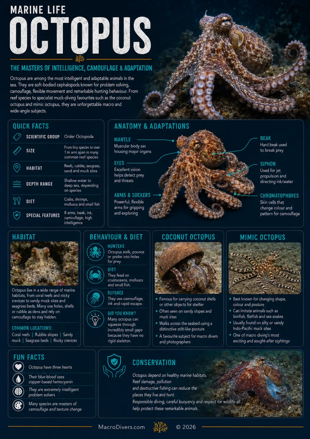 Octopus infographic showing quick facts, anatomy, habitat, behaviour, coconut octopus, mimic octopus, fun facts and conservation information.