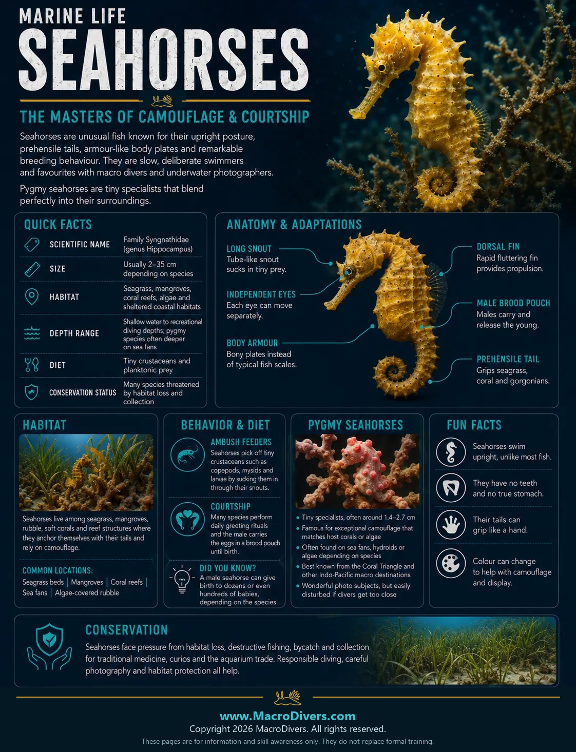 Seahorses infographic showing quick facts, anatomy, habitat, behaviour, pygmy seahorses, fun facts and conservation information.