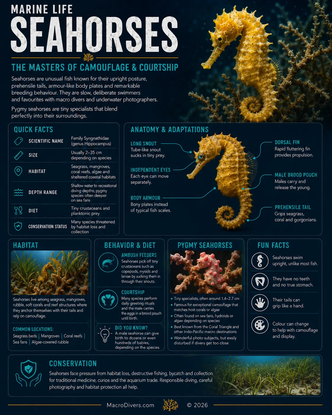 Seahorses infographic showing quick facts, anatomy, habitat, behaviour, pygmy seahorses, fun facts and conservation information.