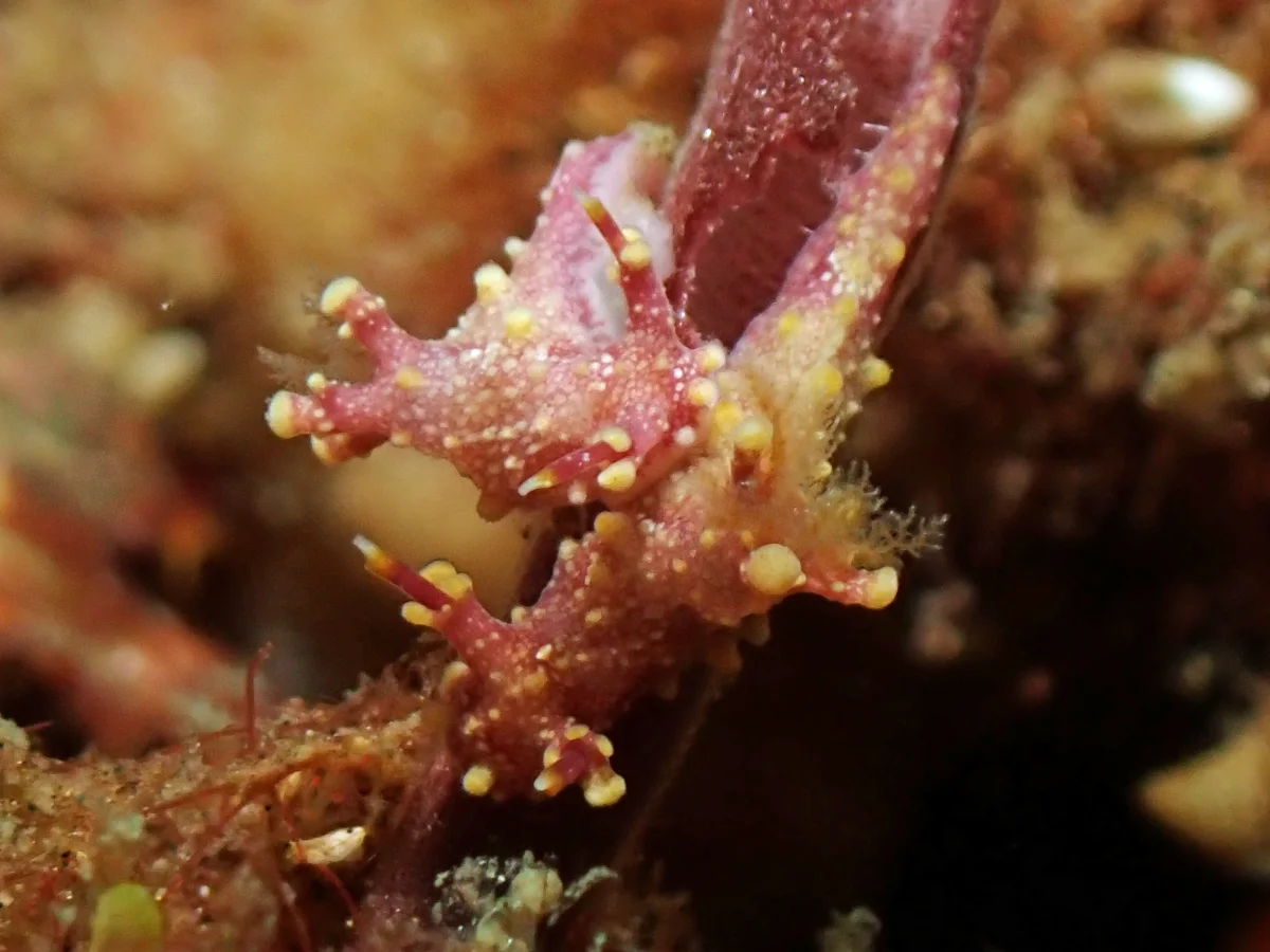 Aegires sp 7 - Indonesia - Lembeh