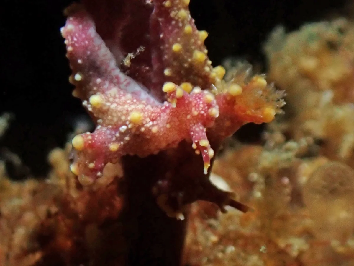 Aegires sp 7 - Indonesia - Lembeh