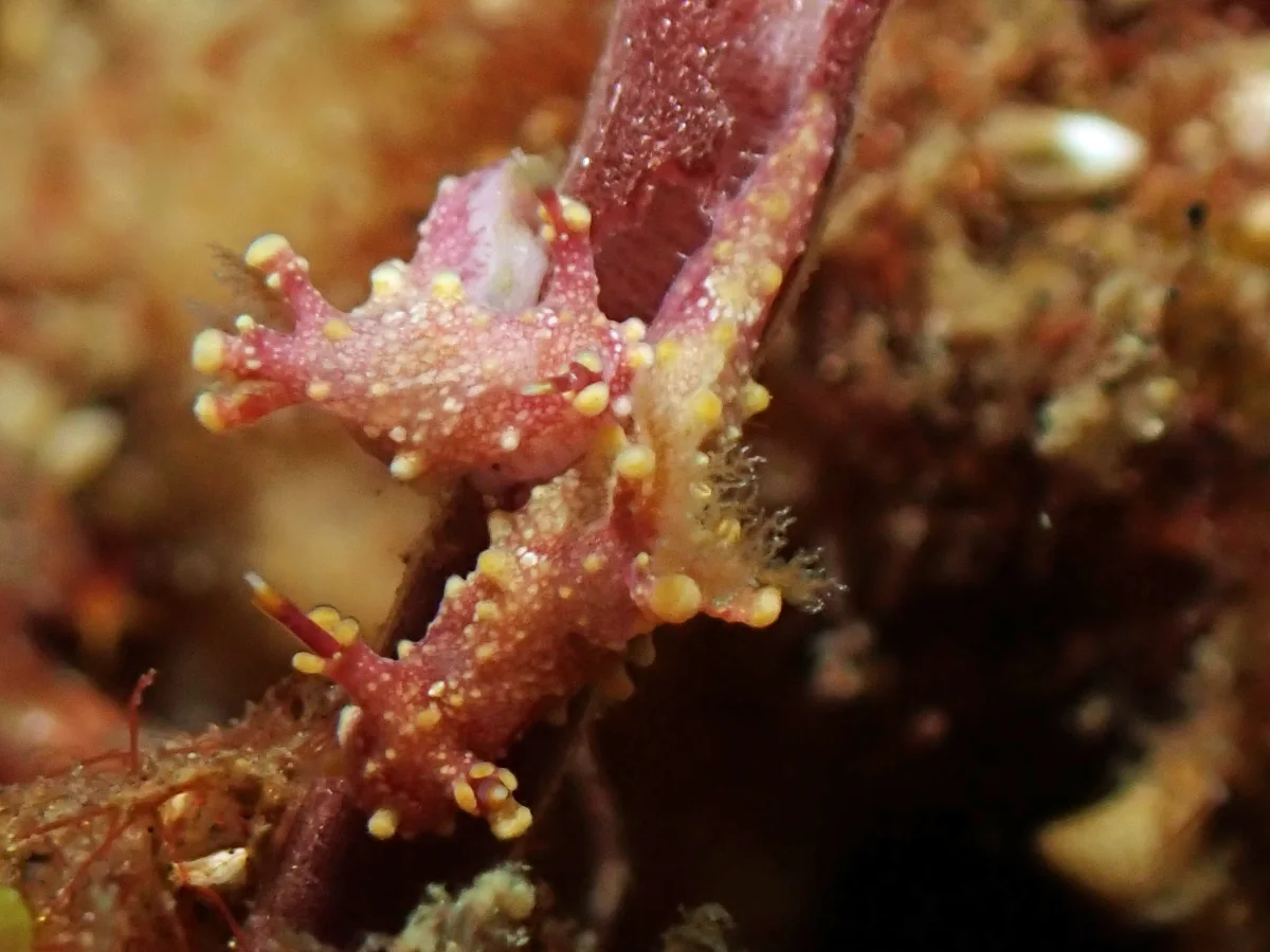 Aegires sp 7 - Indonesia - Lembeh