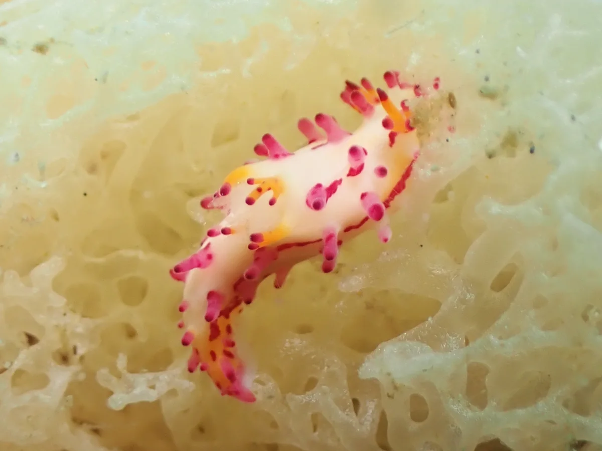 Aegires-villosus-Philippines-Anilao