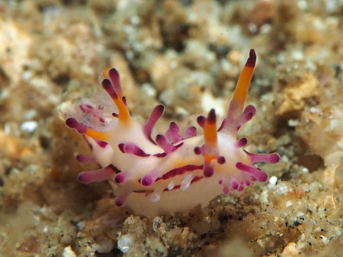 Aegires villosus - Indonesia - Lembeh