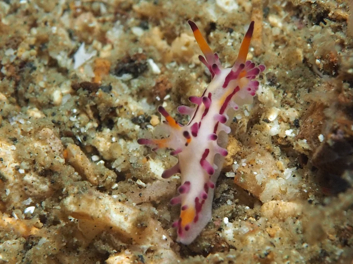 Aegires villosus - Indonesia - Lembeh