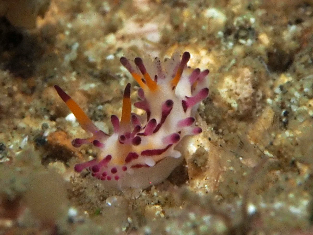 Aegires villosus - Indonesia - Lembeh