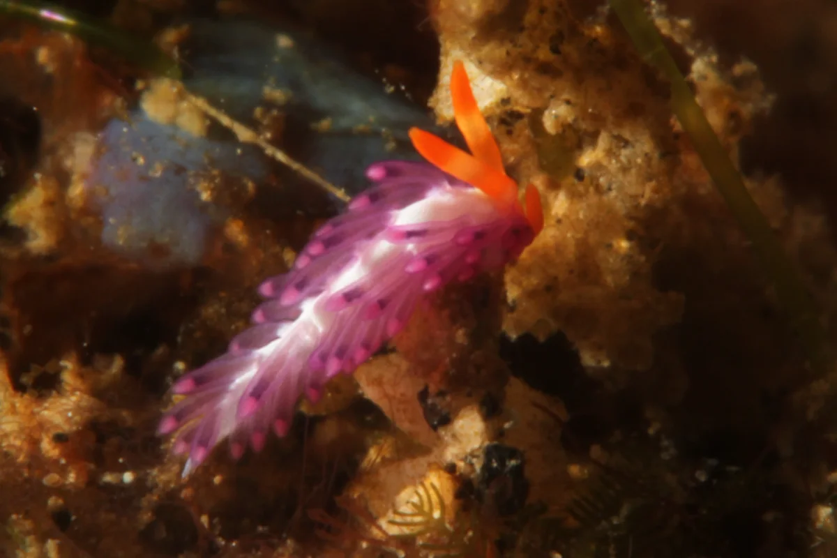 Antonietta sp 1 - Indonesia - Lembeh