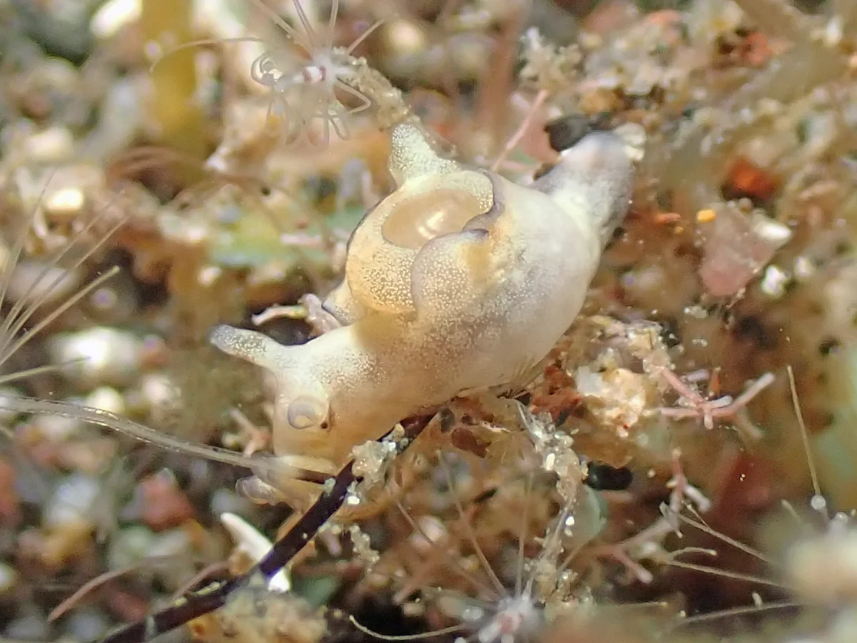 Aplysia parvula - Indonesia - Manado