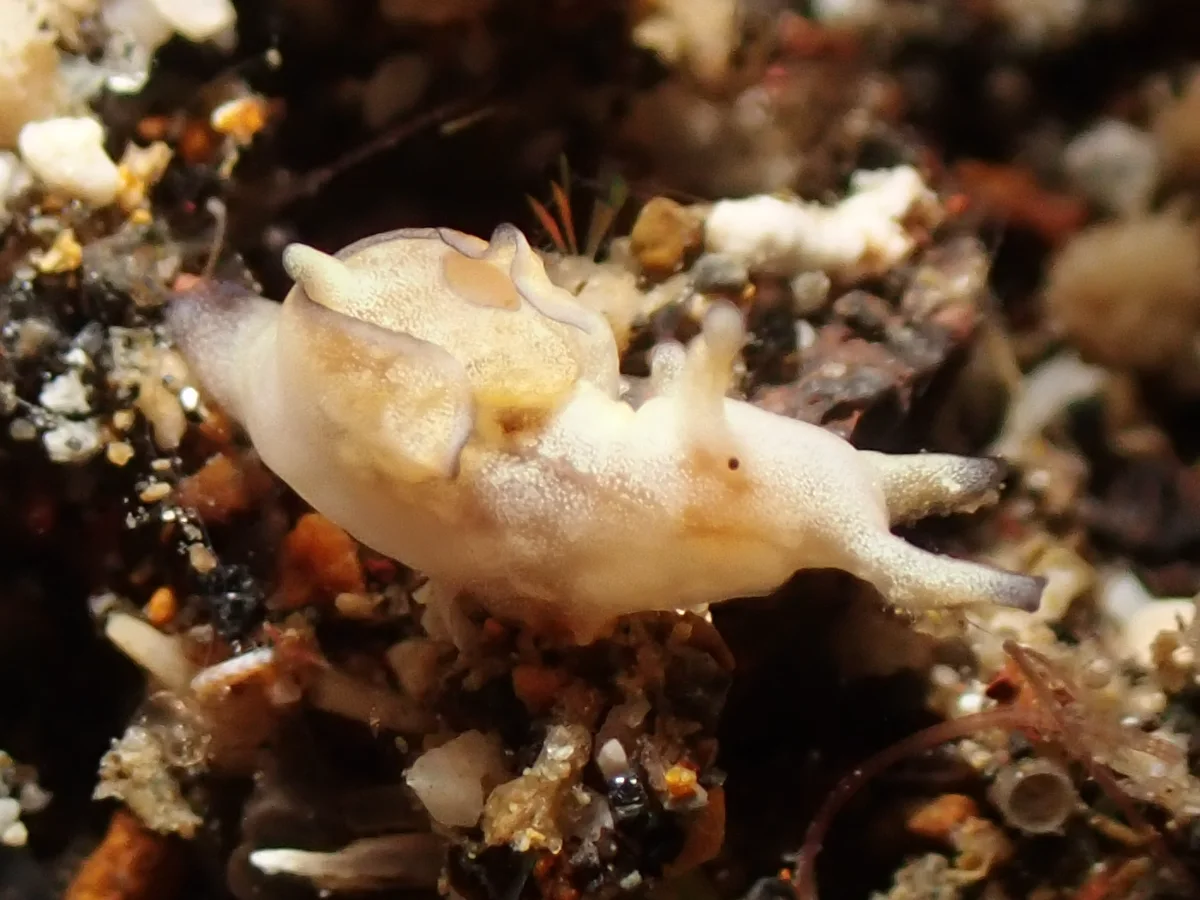 Aplysia parvula - Indonesia - Manado