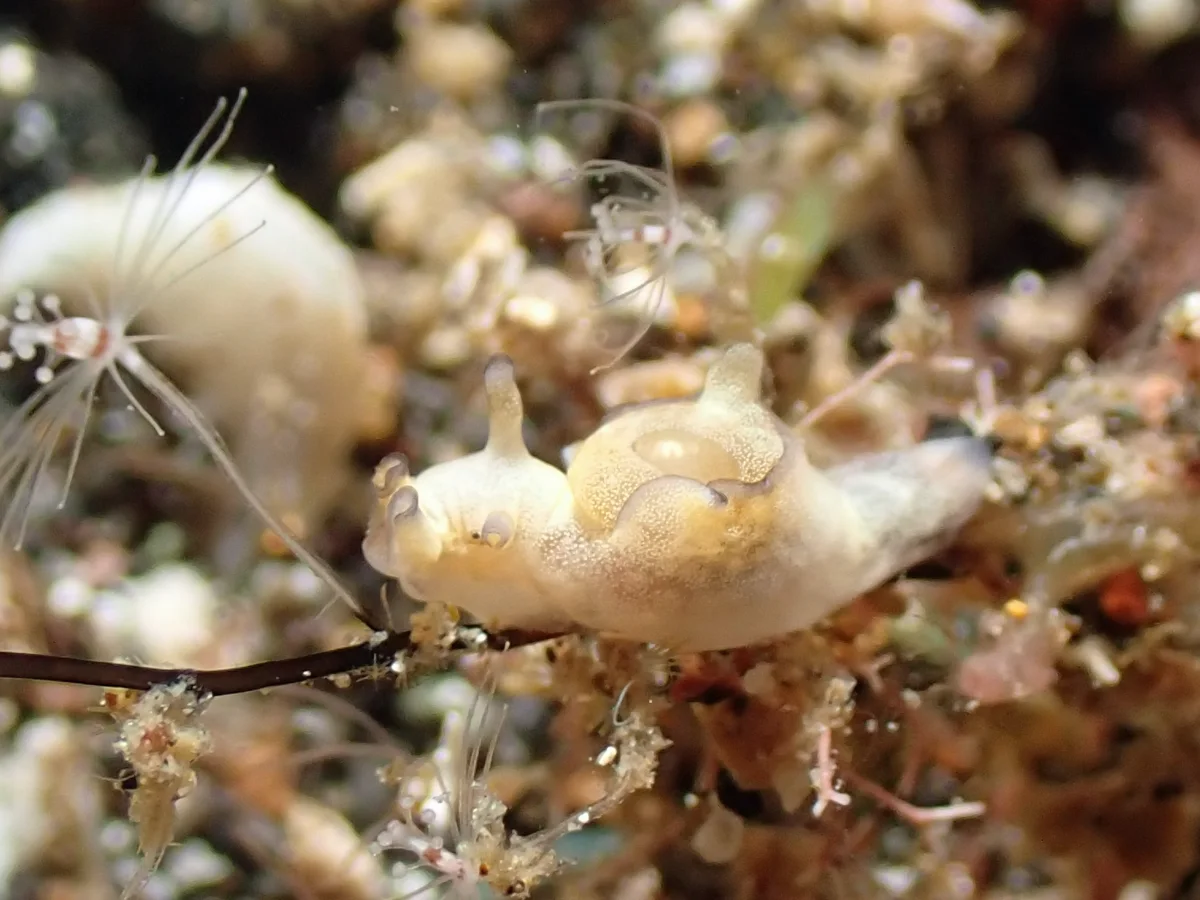 Aplysia parvula - Indonesia - Manado