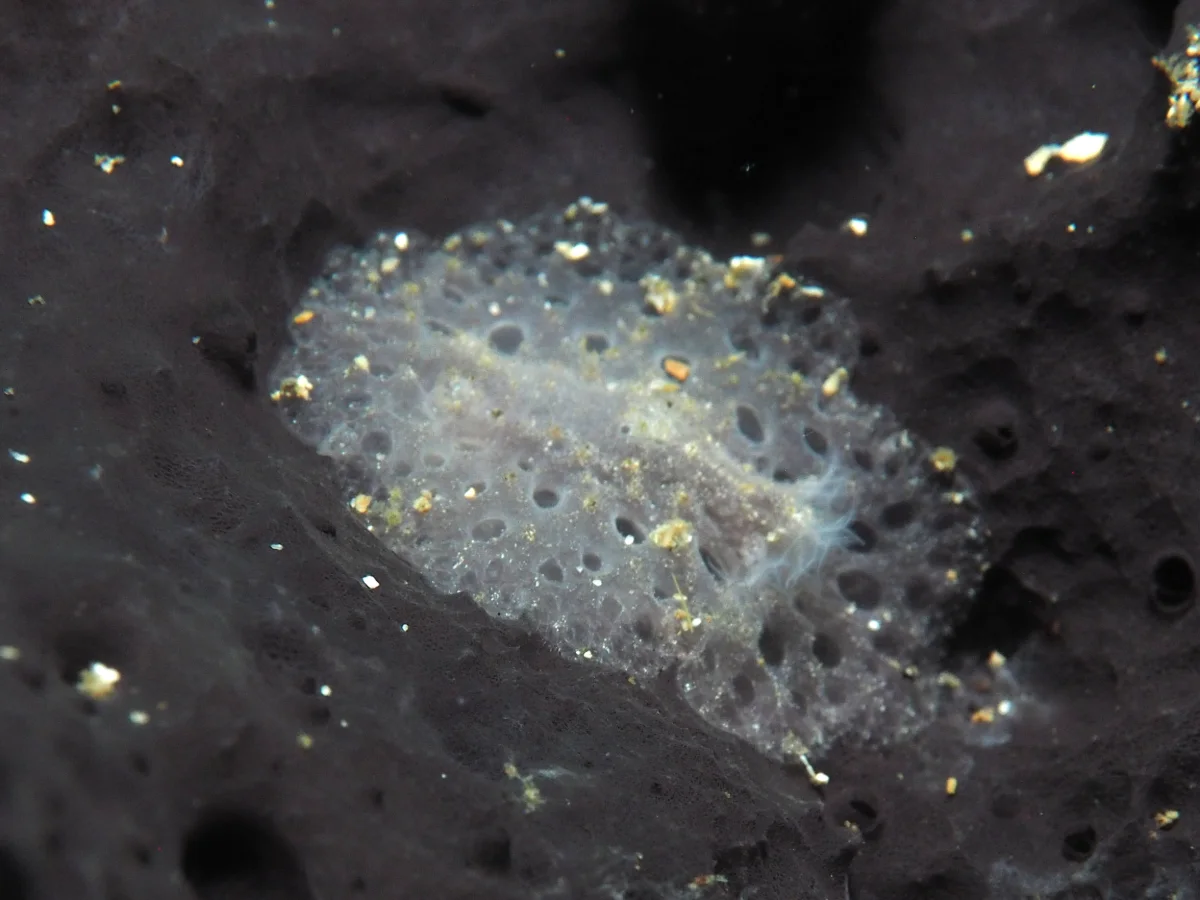 Atagema spongiosa - Indonesia - Lembeh