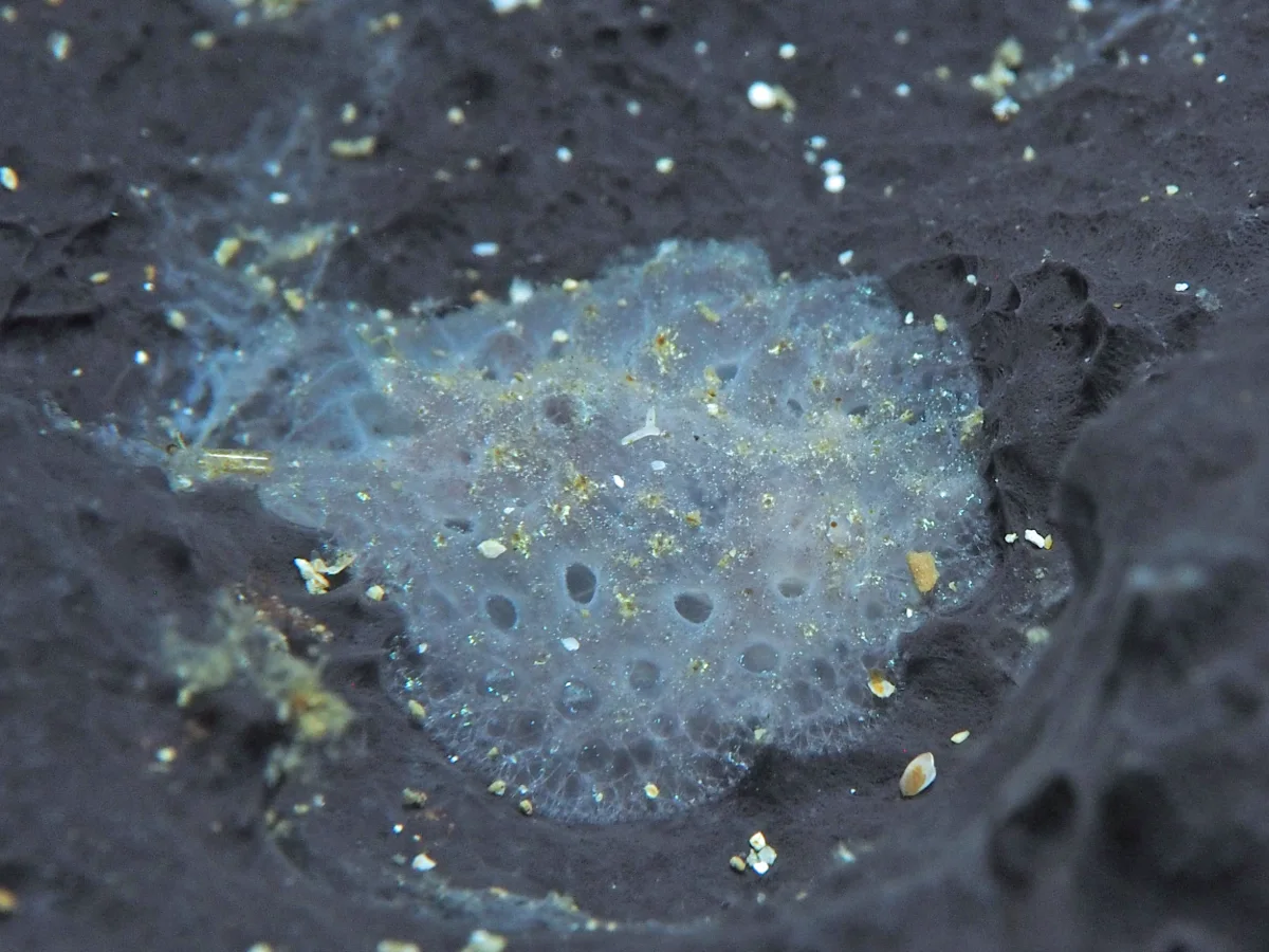 Atagema spongiosa - Indonesia - Lembeh