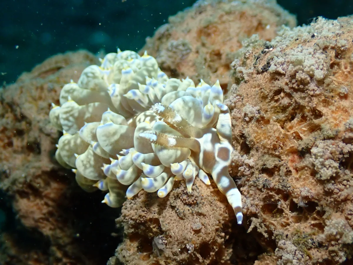 Baeolidia moebii - Indonesia - Lembeh