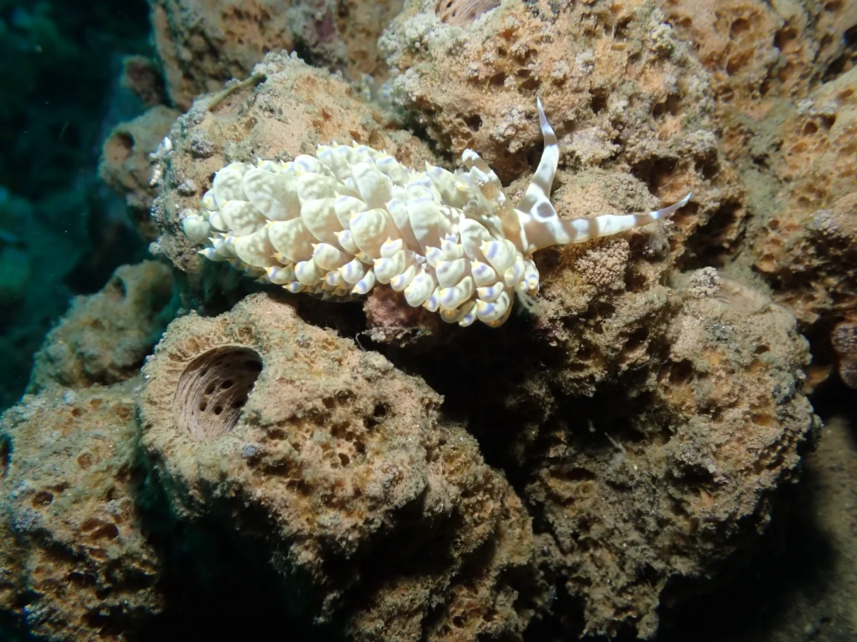 Baeolidia moebii - Indonesia - Lembeh