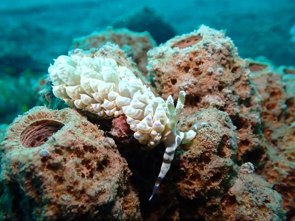Baeolidia moebii - Indonesia - Lembeh