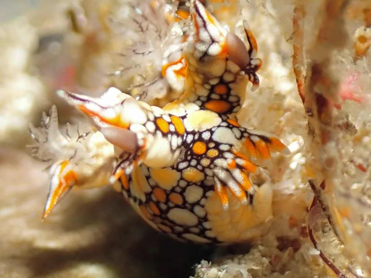 Bornella anguilla - Philippines - Anilao
