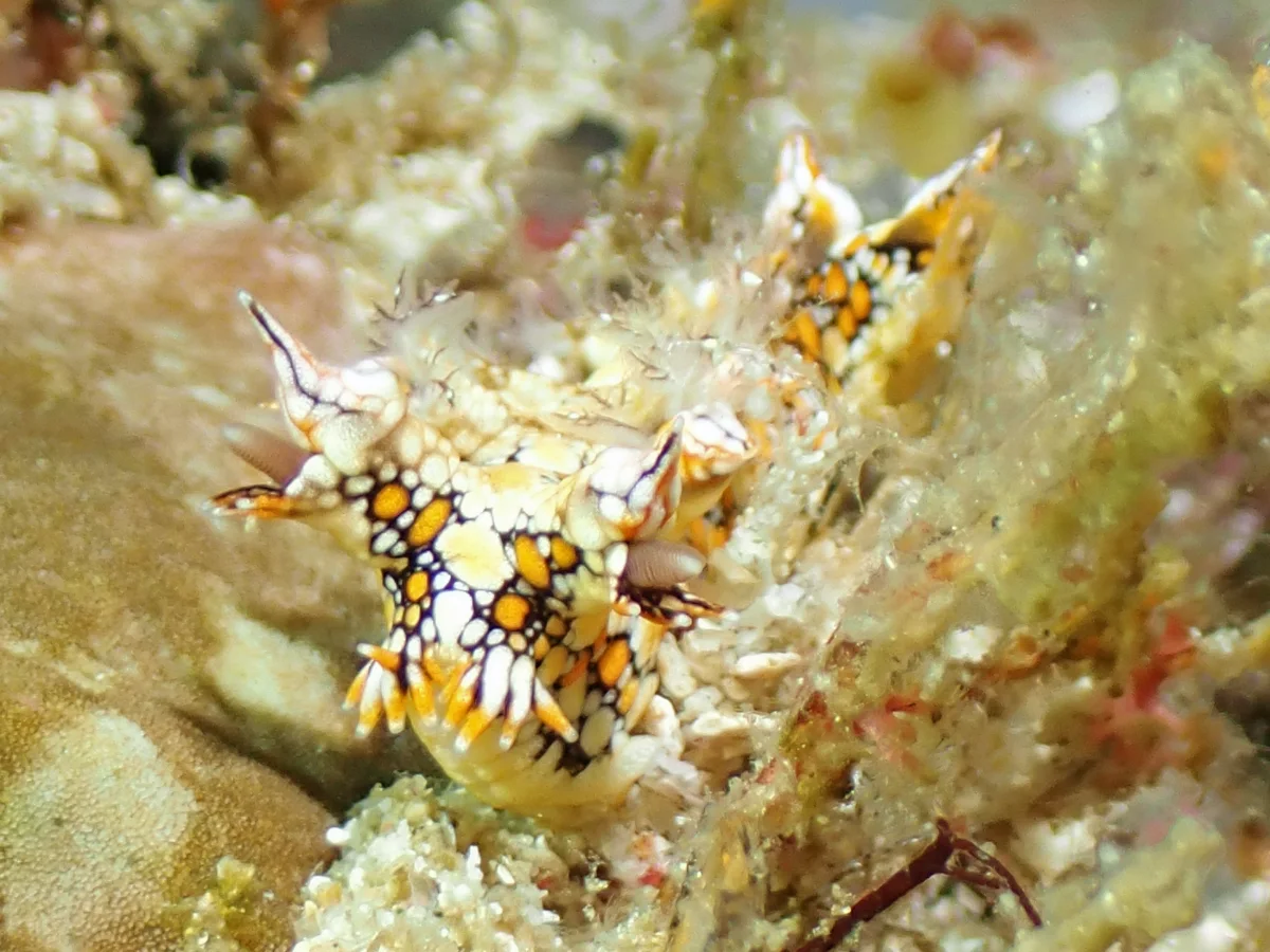 Bornella anguilla - Philippines - Anilao