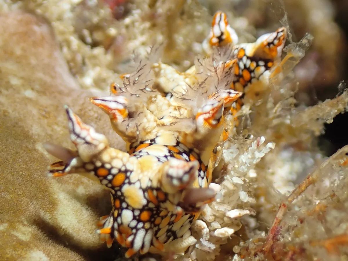 Bornella anguilla - Philippines - Anilao