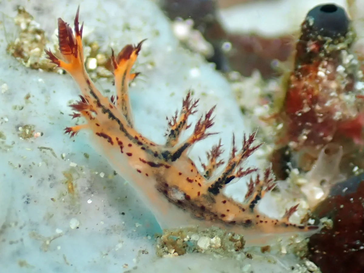 Cabangus regius - Philippines - Anilao