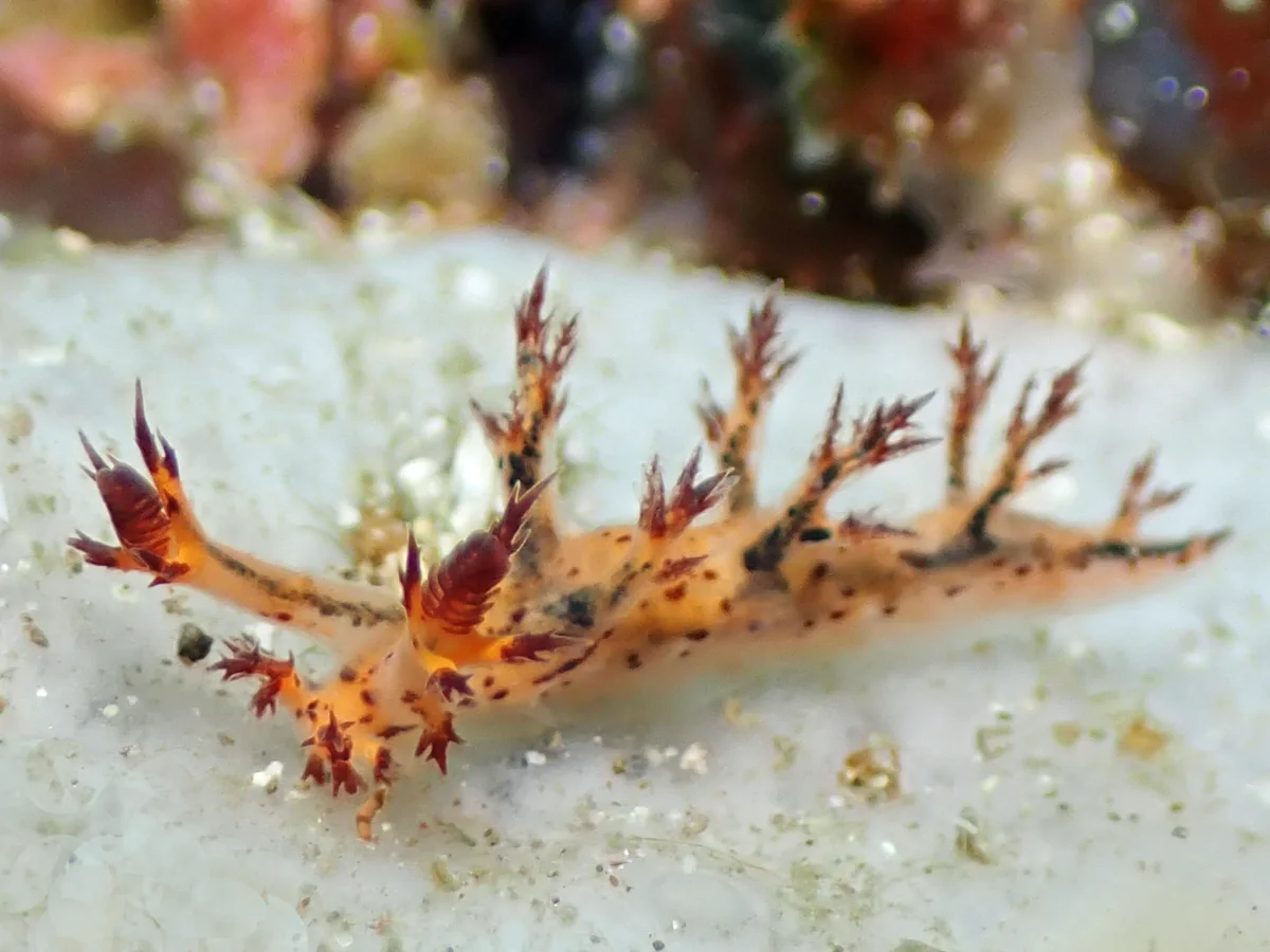 Cabangus regius - Philippines - Anilao