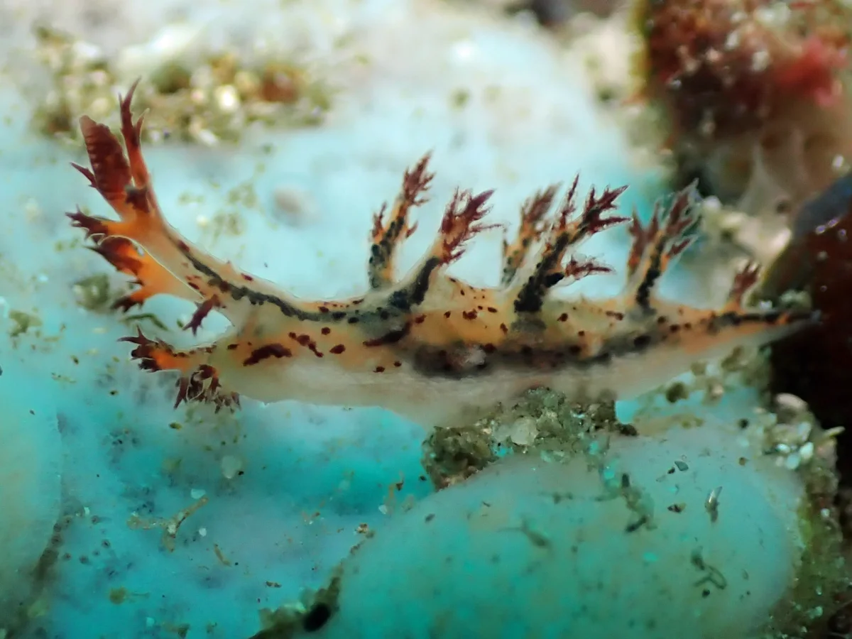 Cabangus regius - Philippines - Anilao