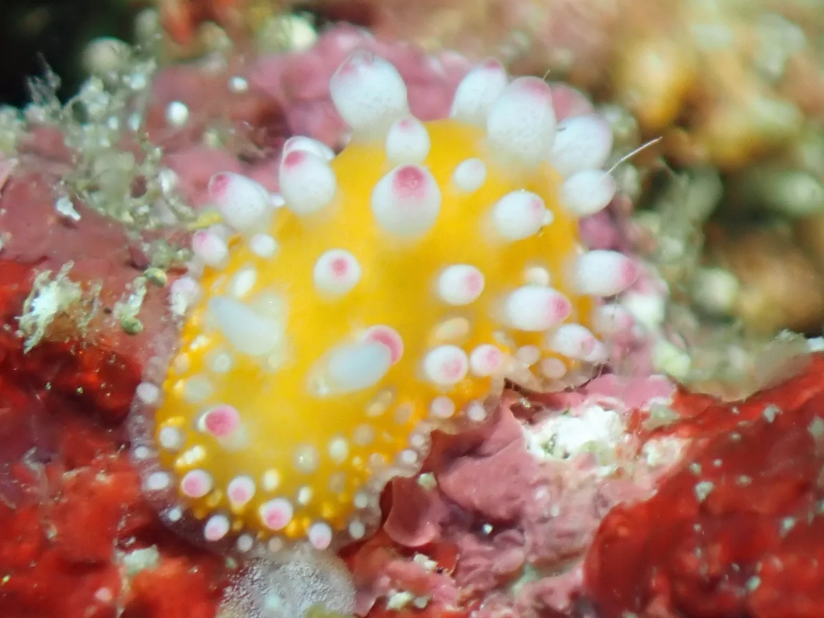 Cadlinella ornatissima photographed in Anilao