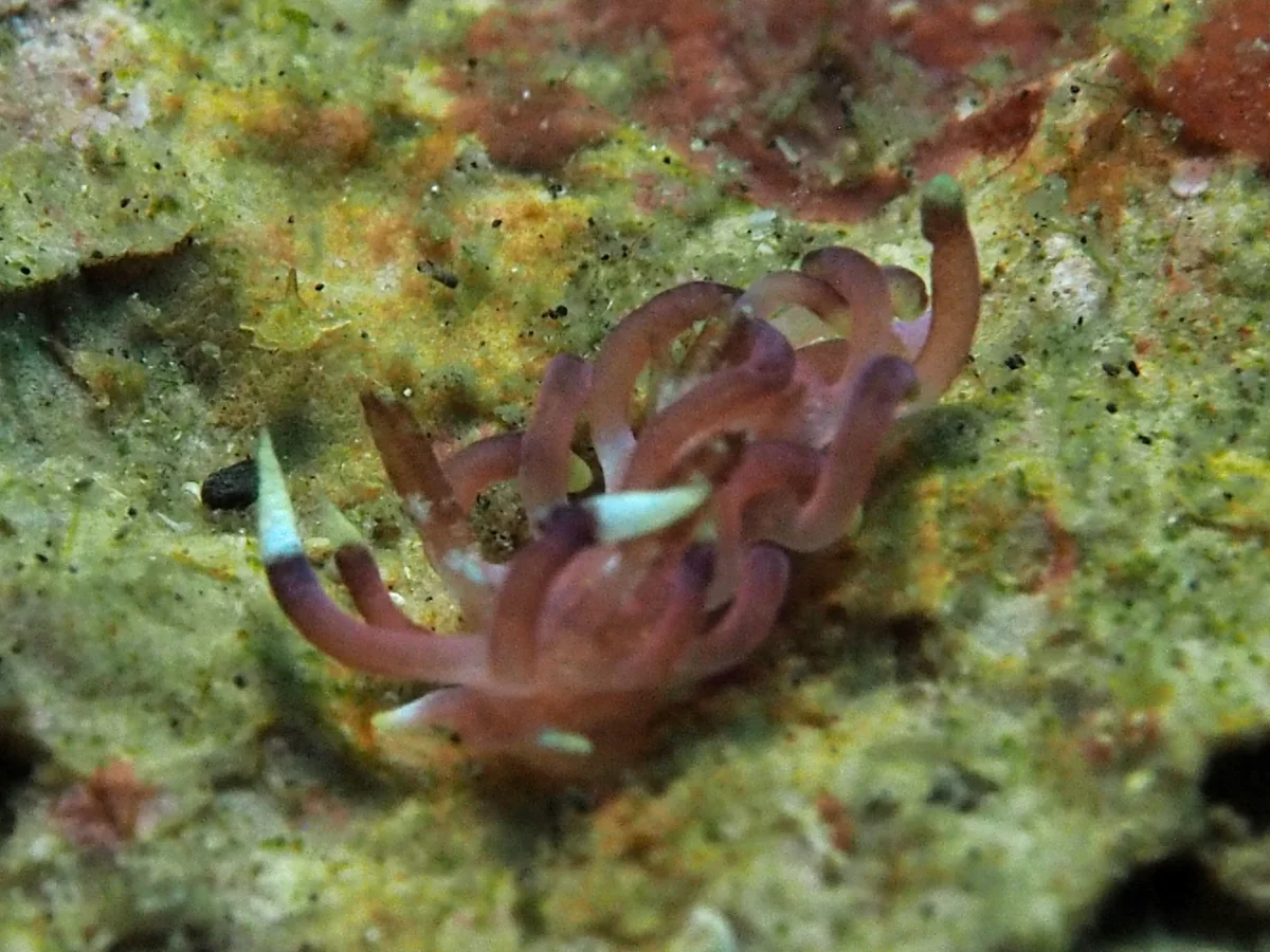 Ceratodoris kendi - Indonesia - Lembeh