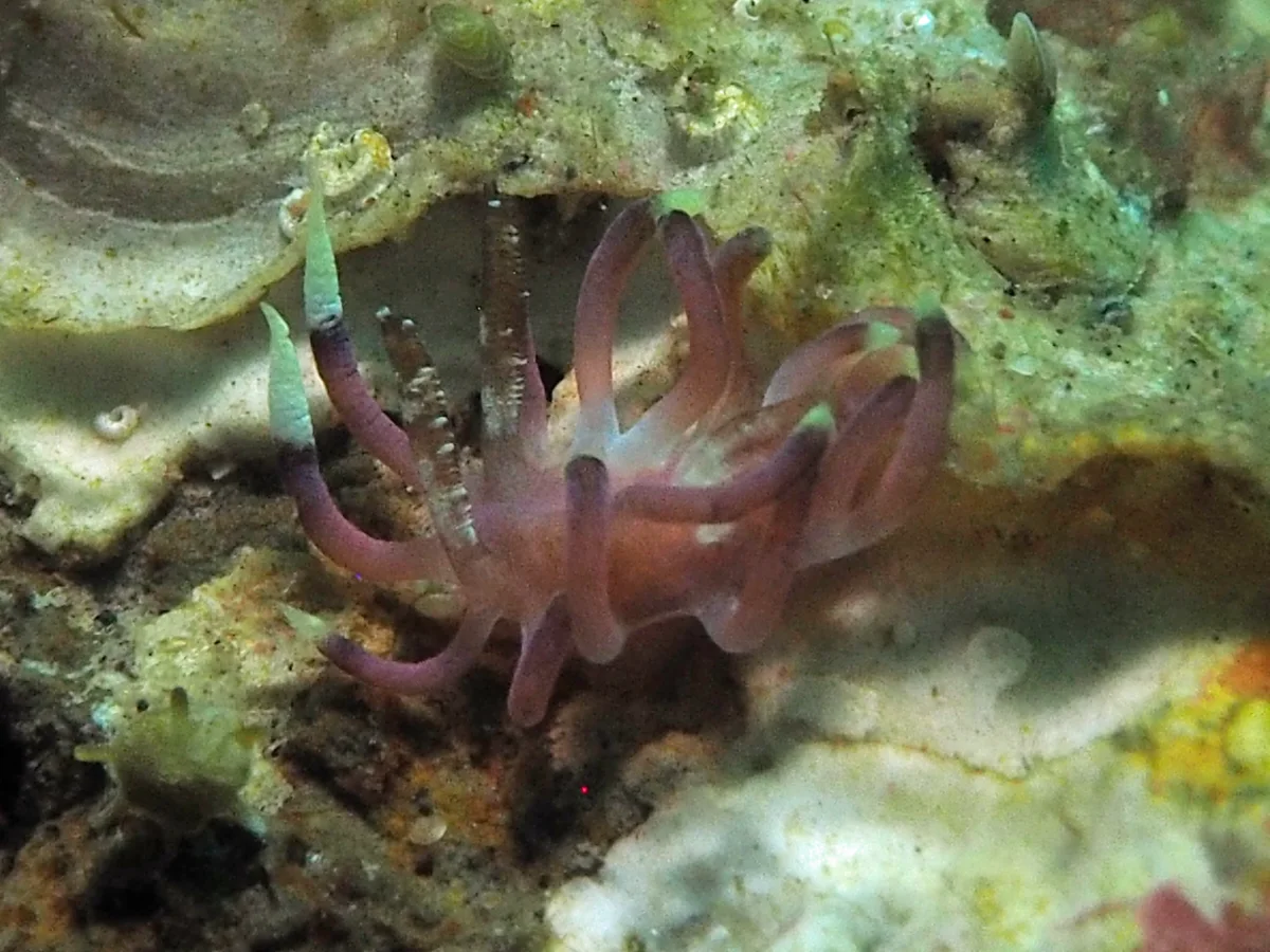 Ceratodoris kendi - Indonesia - Lembeh